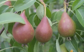 Birnen