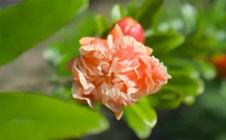 Granatapfelblüte