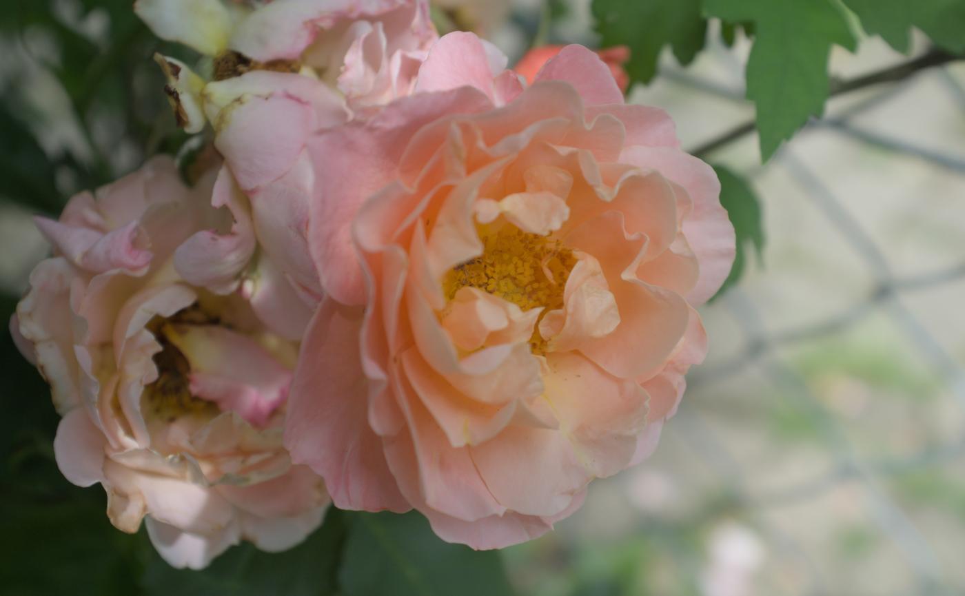 Rose »Marie Curie« im Juni 2025