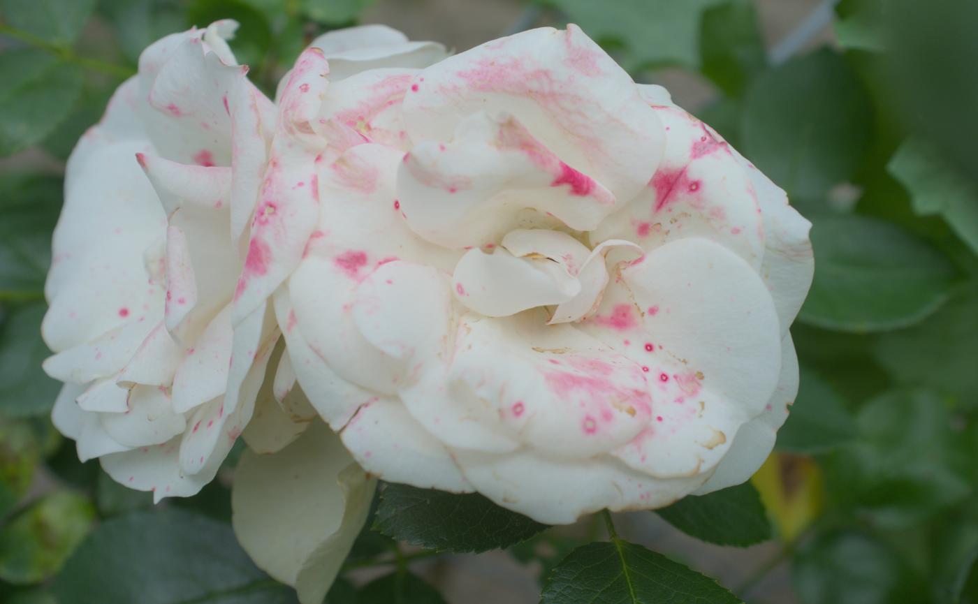 Rose »Aspirin« 07-2025