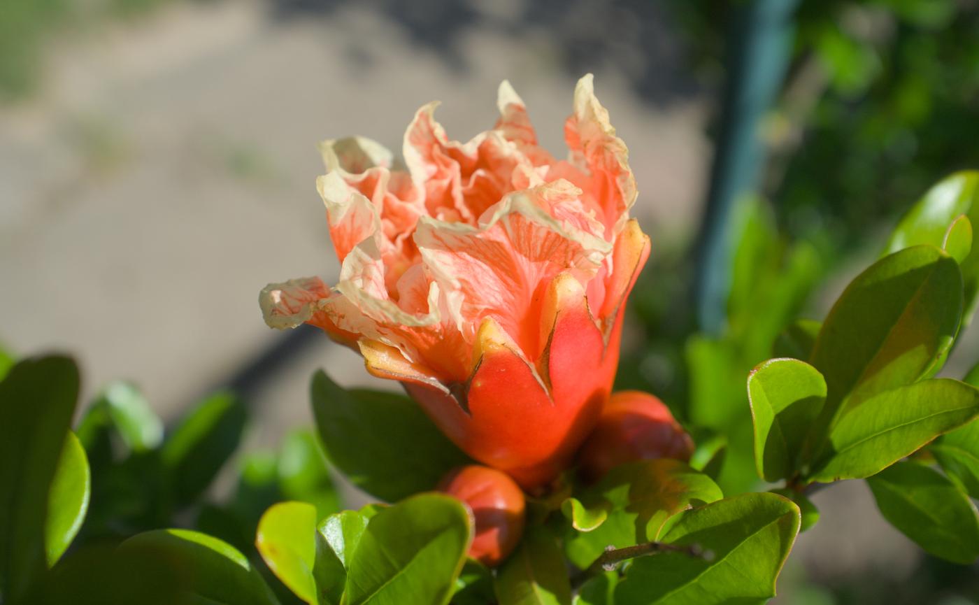 Granatapfel Juli 2025