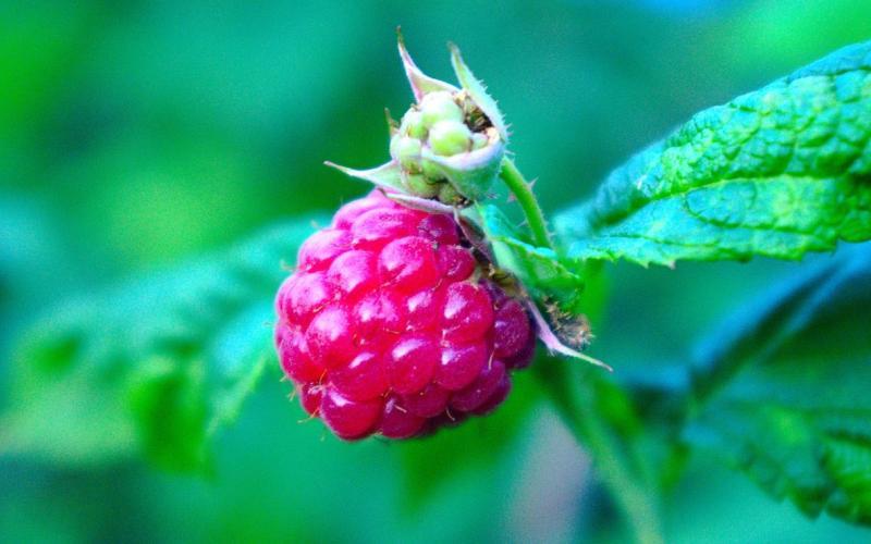 Himbeeren